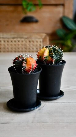 Variegated Gymnocalycium Cactus -Happy House Plants Sale Store BFEA185E 3ACF 4CC5 87DC 99086243BED0 1 201 a