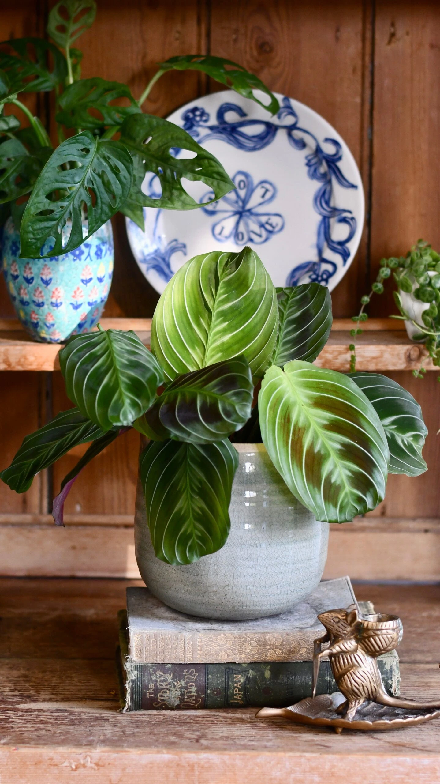 Maranta Fantasy | Maranta Leuconeura 'Grey' (Prayer Plant) 1 Maranta Fantasy | Maranta Leuconeura 'Grey' (Prayer Plant)