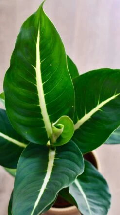 Dieffenbachia Green Magic - Dumb Cane -Happy House Plants Sale Store C566E5E2 01D9 4CDE 9E9B B9E697930D9B 1 201 a