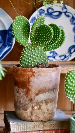 Opuntia Microdasys Pallida - Bunny Ear Cactus -Happy House Plants Sale Store C6167B78 F343 4AD8 B74F E0C2BC957BE0 1 201 a