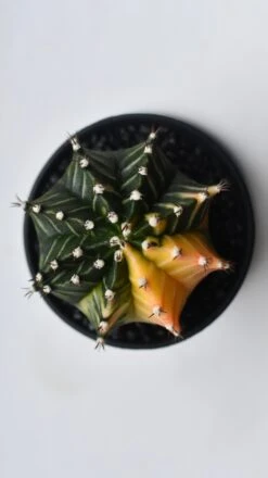 Variegated Gymnocalycium Cactus -Happy House Plants Sale Store C61F35BC 1B44 47CC 8CAB 36CBD5E68AEE 1 201 a