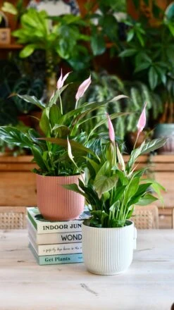 Spathiphyllum Pink Bellini, Peace Lilly & Pot -Happy House Plants Sale Store C6FB6D6B 6206 420A B8E7 D3685A172370 1 201 a
