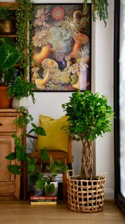 Ficus Microcarpa Moclame (Chinese Banyan Tree) -Happy House Plants Sale Store C8B41838 48C8 4FE6 B76B 26F2DA3FB081 1 201 a