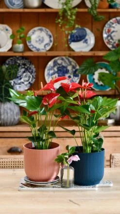 Red Anthurium Andraeanum & Vibes Pot | Flamingo Flower