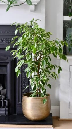 Ficus Golden King | Ficus Benjamina | Ficus Benjamina Golden King -Happy House Plants Sale Store CBA9372F 7EA6 4C9D A64B 66B8CB366689 1 201 a