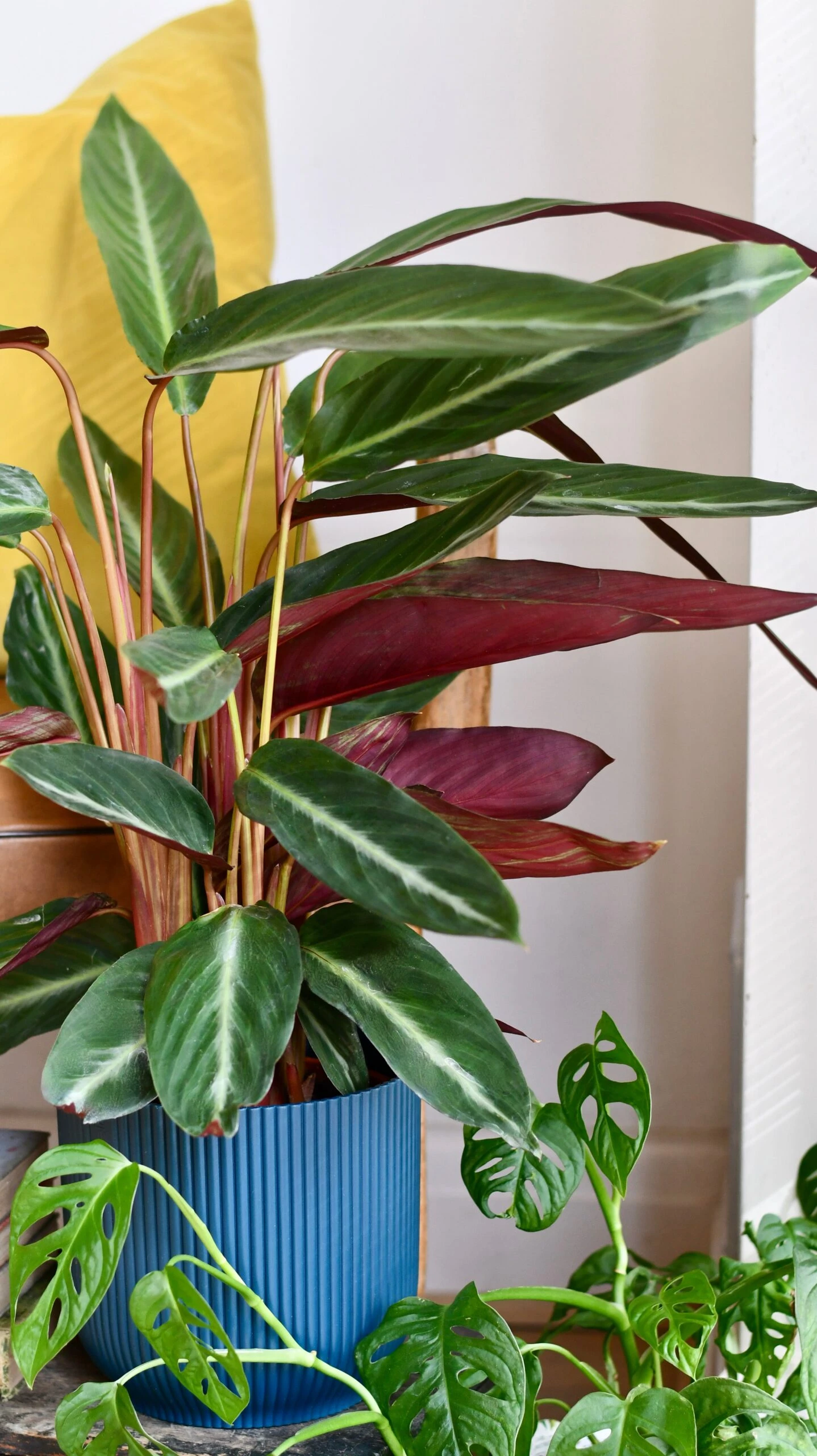 Calathea Stromanthe Stripestar - Prayer Plant 2 Calathea Stromanthe Stripestar - Prayer Plant - Image 2