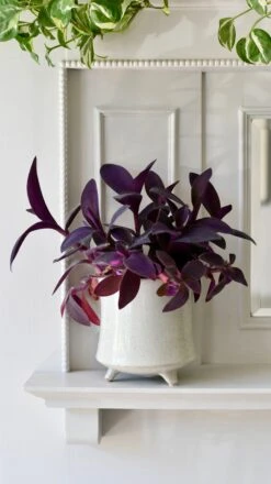 Stone Planter (13cm Plant Pot) -Happy House Plants Sale Store CF341350 97AF 4BC6 943B 112841F74F8C 1 201 a