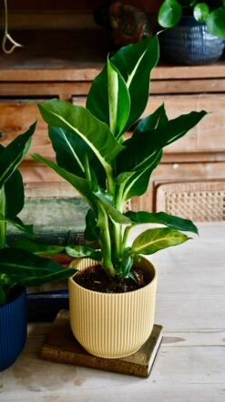 Dieffenbachia Green Magic - Dumb Cane -Happy House Plants Sale Store D3A2D19E B868 4C42 8B85 7377AC3CC2D6 1 201 a