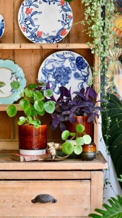 Amber Reactive Planter (13cm Plant Pot) -Happy House Plants Sale Store D4C43F7B A9CA 4D85 A323 88DC66E70C69 1 201 a