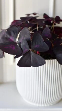 Oxalis Triangularis 'Purple Shamrock’ & Vibes Pot 18 Oxalis Triangularis 'Purple Shamrock’ & Vibes Pot -Happy House Plants Sale Store D83DE8E7 E111 4F61 8E8D BE930A9E948C 1 201 a