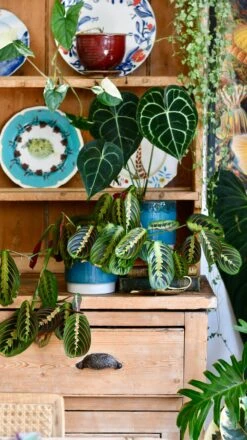 Aqua Reactive Planter (Aqua 13cm Plant Pot) -Happy House Plants Sale Store D84E55CD 471F 40E7 8249 DC776CBAA6C1 1 201 a