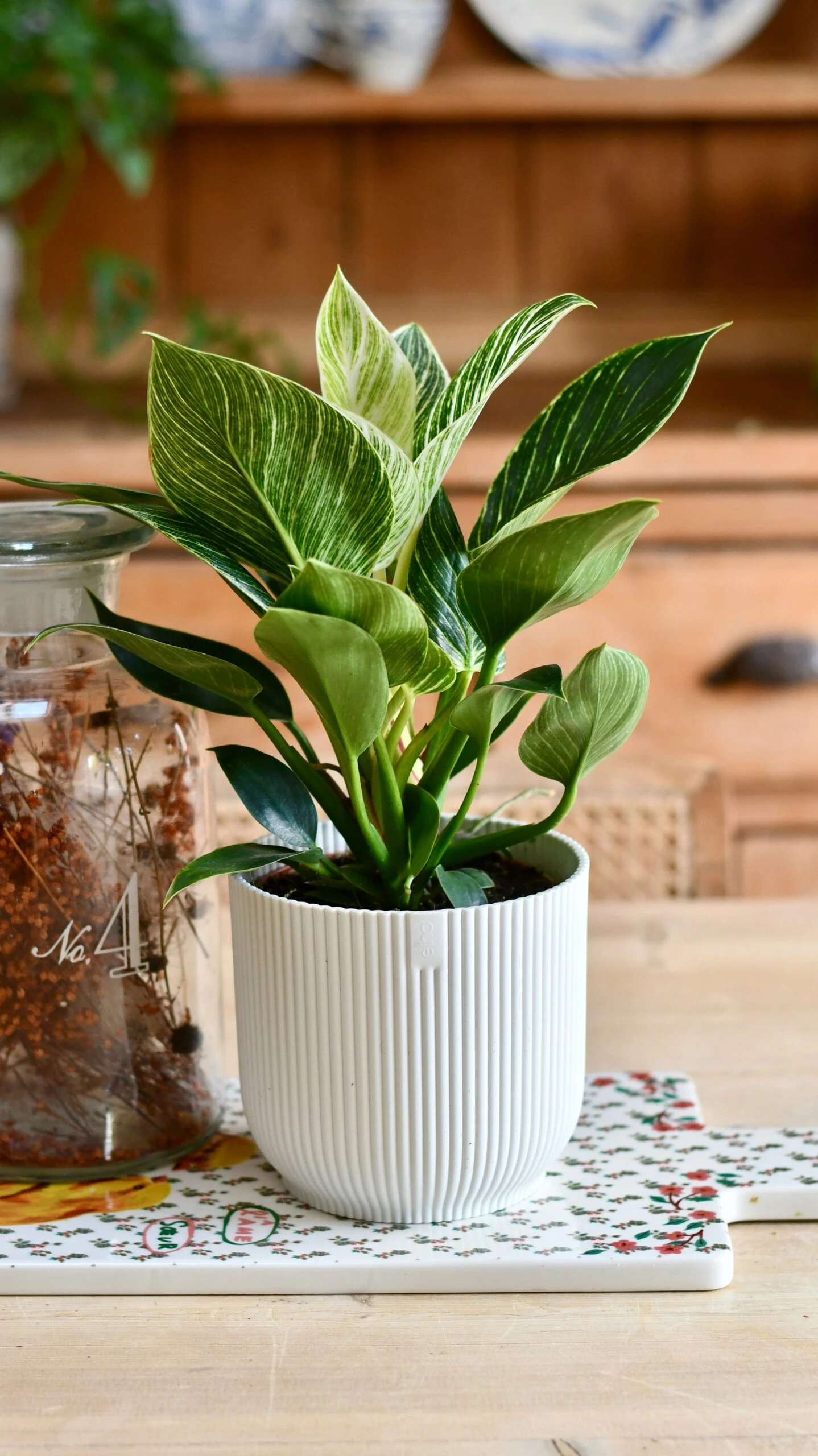Philodendron Birkin (White Measure) & Vibes Pot 5 Philodendron Birkin (White Measure) & Vibes Pot - Image 5