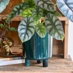 Pisa Emerald Planter | 16cm Pots | Designer Pots -Happy House Plants Sale Store DB3B37F0 478C 4876 9EAF 9EC7E24BFFC4 1 201 a