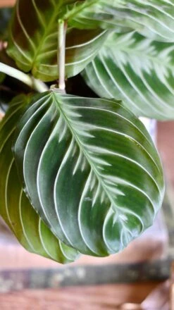Maranta Fantasy | Maranta Leuconeura 'Grey' (Prayer Plant) 5 Maranta Fantasy | Maranta Leuconeura 'Grey' (Prayer Plant) -Happy House Plants Sale Store DBE81379 62E9 4BD6 940C 1A5B7039A09E 1 201 a