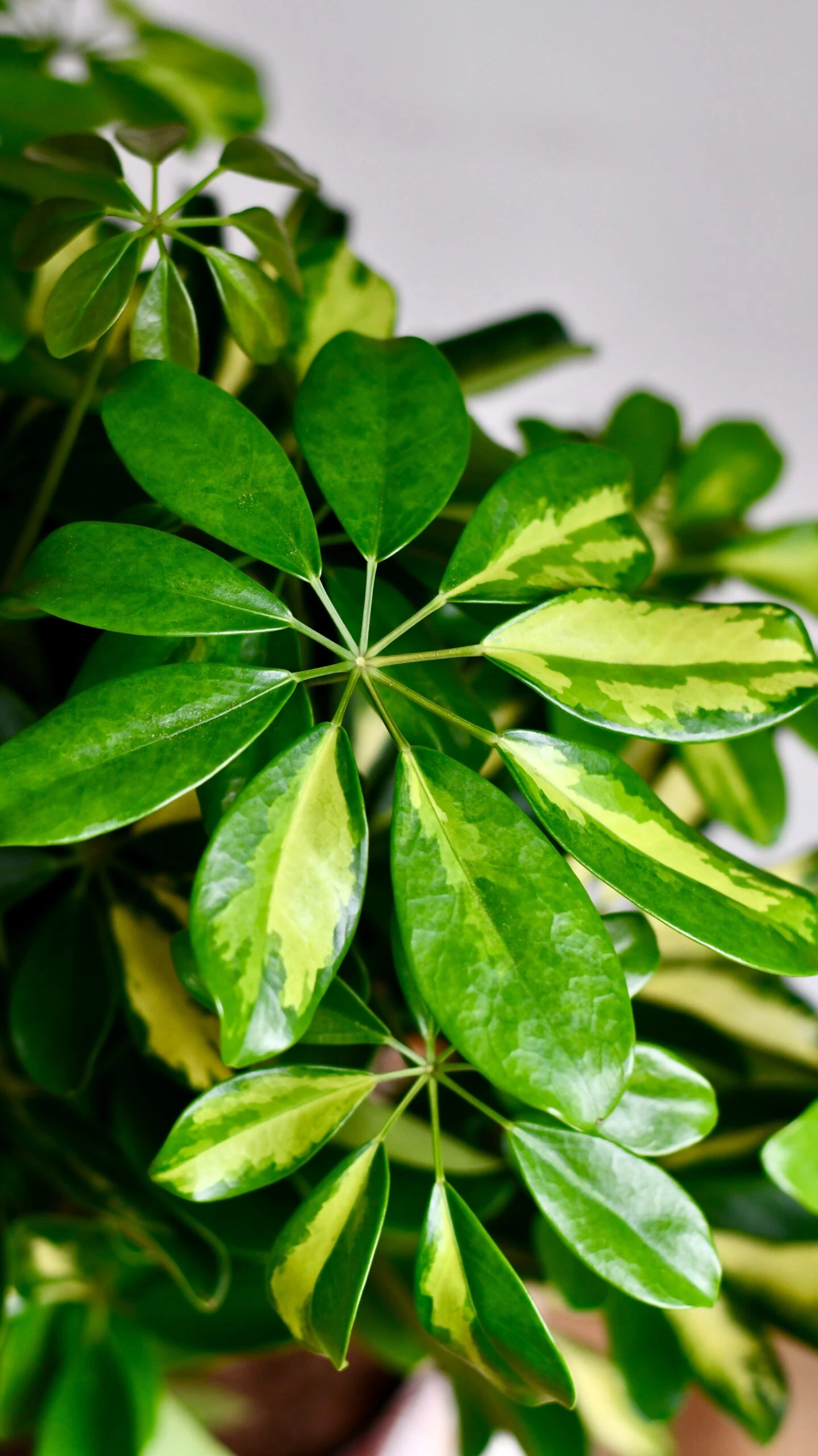 Twisted Umbrella Tree | Dwarf Schefflera Tree | Schefflera Gold Capella 3 Twisted Umbrella Tree | Dwarf Schefflera Tree | Schefflera Gold Capella - Image 3