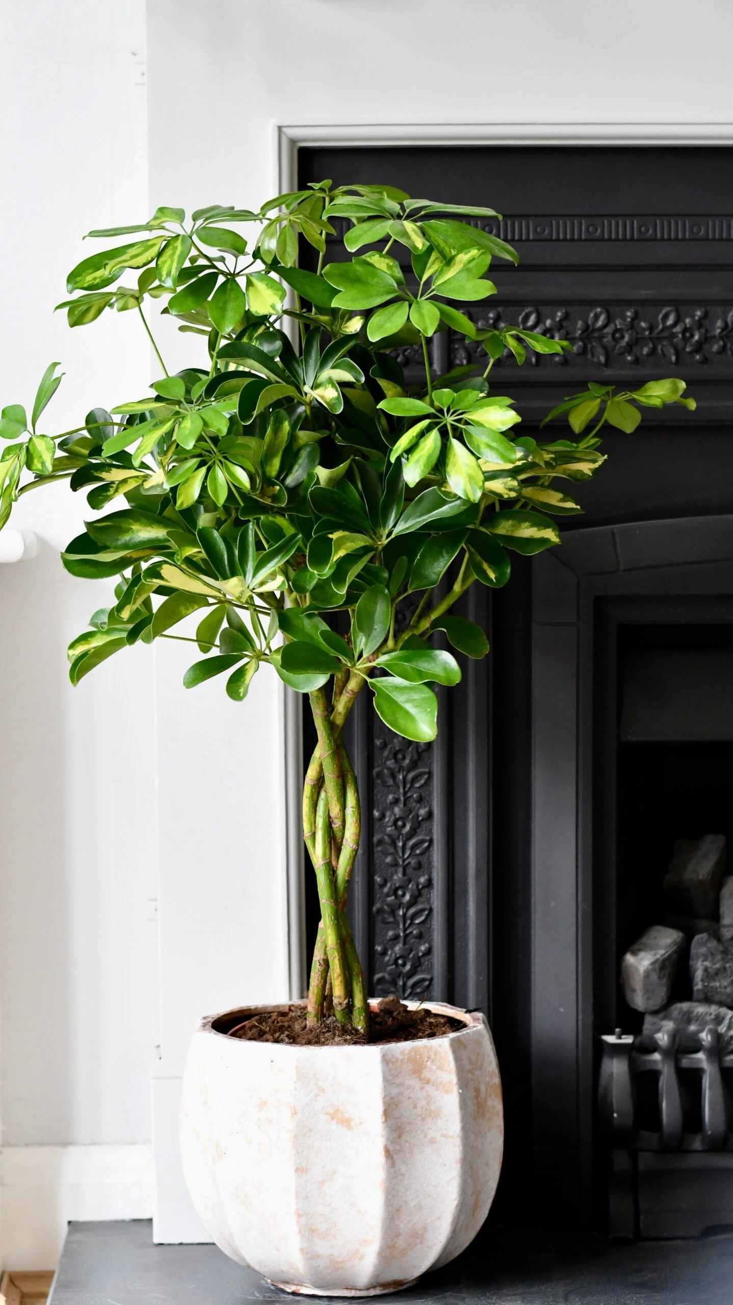 Twisted Umbrella Tree | Dwarf Schefflera Tree | Schefflera Gold Capella 2 Twisted Umbrella Tree | Dwarf Schefflera Tree | Schefflera Gold Capella - Image 2