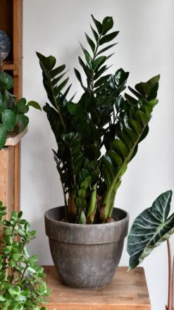 Large Zamioculas Raven | Super Nova -Happy House Plants Sale Store DSC 0057