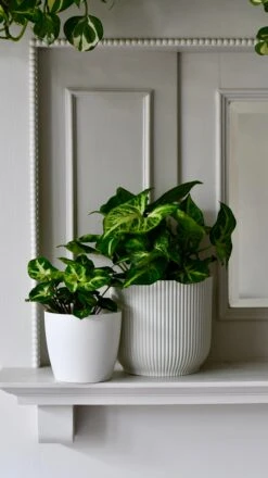 Syngonium Nephthytis Arrowhead Duo Gift Set