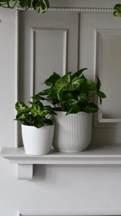 Syngonium Nephthytis Arrowhead Duo Gift Set -Happy House Plants Sale Store DSC 0072