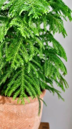 Large Araucaria Heterophylla (Norfolk Island Pine) 7 Large Araucaria Heterophylla (Norfolk Island Pine) -Happy House Plants Sale Store DSC 0082