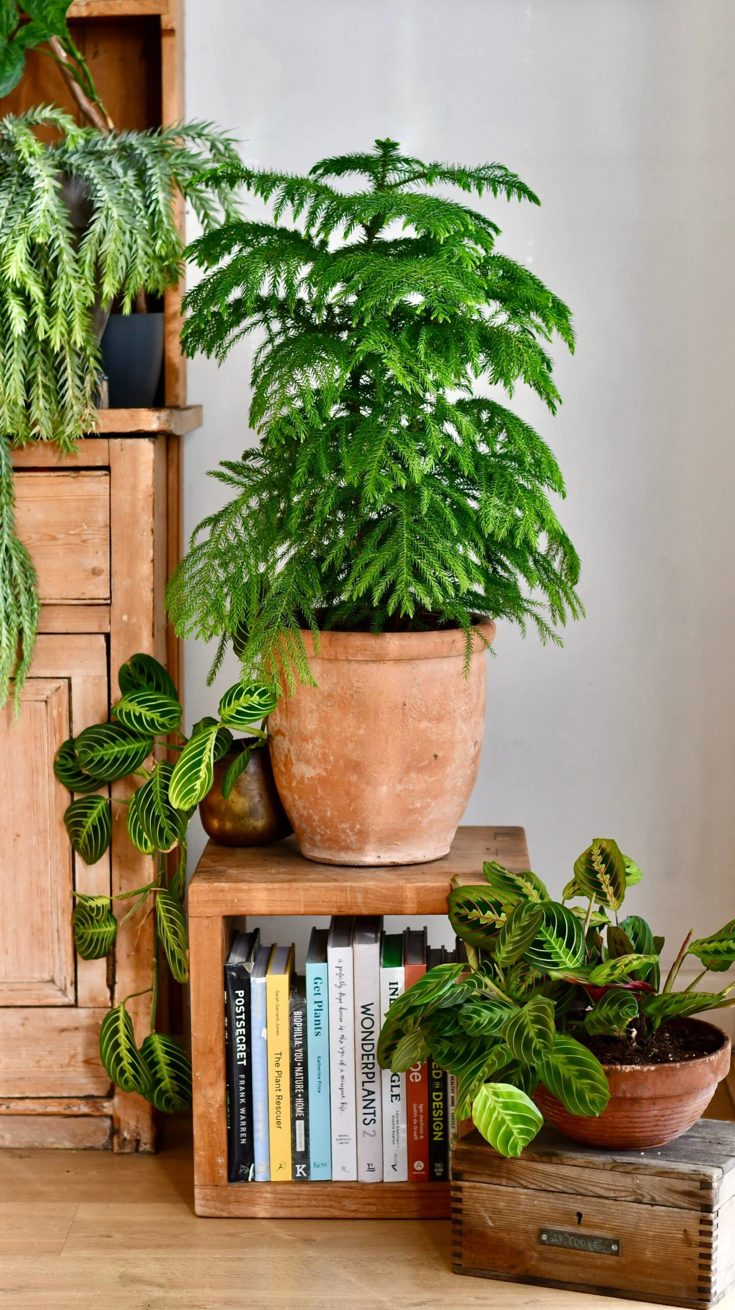 Large Araucaria Heterophylla (Norfolk Island Pine) 1 Large Araucaria Heterophylla (Norfolk Island Pine)