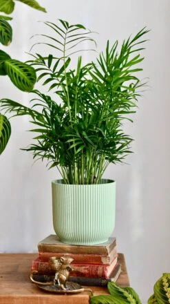 Chamaedorea Elegans (Parlour Palm) 5 Chamaedorea Elegans (Parlour Palm) -Happy House Plants Sale Store DSC 0091