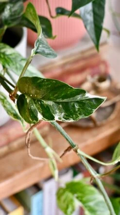 Epipremnum Pinnatum Variegated | Variegated Pothos | Happy Houseplants -Happy House Plants Sale Store DSC 0097