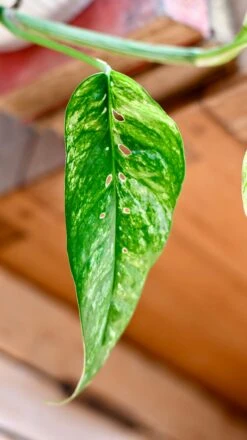 Epipremnum Pinnatum Variegated | Variegated Pothos | Happy Houseplants -Happy House Plants Sale Store DSC 0100