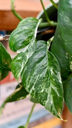 Epipremnum Pinnatum Variegated | Variegated Pothos | Happy Houseplants -Happy House Plants Sale Store DSC 0104