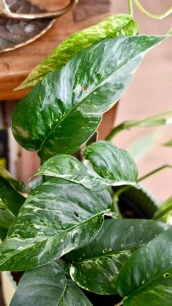 Epipremnum Pinnatum Variegated | Variegated Pothos | Happy Houseplants -Happy House Plants Sale Store DSC 0105