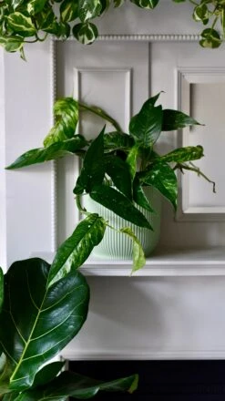Epipremnum Pinnatum Variegated | Variegated Pothos | Happy Houseplants -Happy House Plants Sale Store DSC 0128
