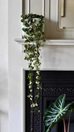 String Of Hearts & Pot | Ceropegia Woodii | Ceropegia Linearis Sub Sp. Woodii