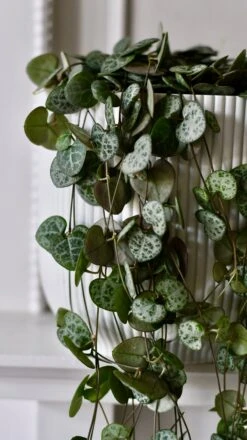 String Of Hearts & Pot | Ceropegia Woodii | Ceropegia Linearis Sub Sp. Woodii -Happy House Plants Sale Store DSC 0160