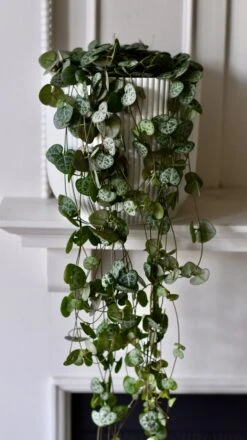 String Of Hearts & Pot | Ceropegia Woodii | Ceropegia Linearis Sub Sp. Woodii -Happy House Plants Sale Store DSC 0161