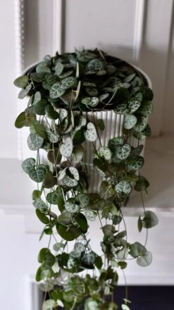 String Of Hearts & Pot | Ceropegia Woodii | Ceropegia Linearis Sub Sp. Woodii -Happy House Plants Sale Store DSC 0162