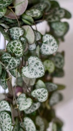 String Of Hearts & Pot | Ceropegia Woodii | Ceropegia Linearis Sub Sp. Woodii -Happy House Plants Sale Store DSC 0164
