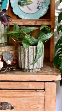 Lugano Scalloped Green Reactive Planter (13cm Plant Pot) -Happy House Plants Sale Store DSC 0225