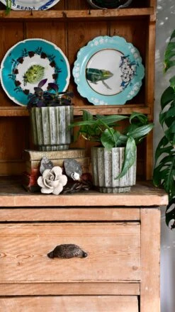 Lugano Scalloped Green Reactive Planter (13cm Plant Pot) -Happy House Plants Sale Store DSC 0233