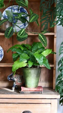 Calathea Network (Calathea Musaica, Goeppertia Kegeljanii) -Happy House Plants Sale Store DSC 0246