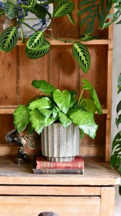 Calathea Network (Calathea Musaica, Goeppertia Kegeljanii) -Happy House Plants Sale Store DSC 0262