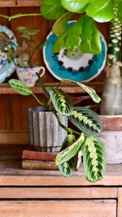 Maranta Fascinator (Prayer Plant) -Happy House Plants Sale Store DSC 0328