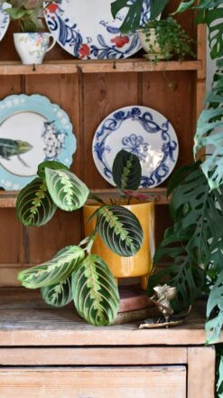 Maranta Fascinator (Prayer Plant) -Happy House Plants Sale Store DSC 0336