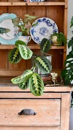Maranta Fascinator (Prayer Plant) -Happy House Plants Sale Store DSC 0342