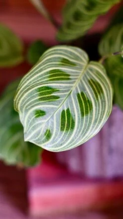 Maranta Fantasy | Light Veins| Rare Plant | Happy Houseplants -Happy House Plants Sale Store DSC 0345