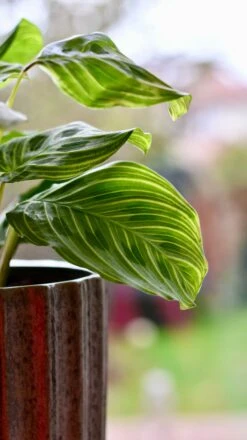 Maranta Fantasy | Light Veins| Rare Plant | Happy Houseplants -Happy House Plants Sale Store DSC 0347