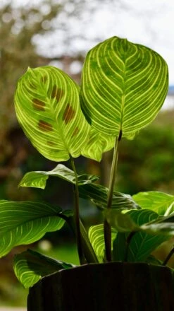 Maranta Fantasy | Light Veins| Rare Plant | Happy Houseplants -Happy House Plants Sale Store DSC 0352