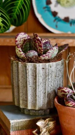 Small Kalanchoe Marmorata ‘Tiger' | Rare Plants | Happy Houseplants 7 Small Kalanchoe Marmorata ‘Tiger' | Rare Plants | Happy Houseplants -Happy House Plants Sale Store DSC 0380