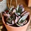 Small Kalanchoe Marmorata ‘Tiger' | Rare Plants | Happy Houseplants