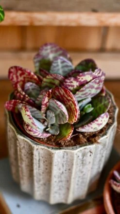 Small Kalanchoe Marmorata ‘Tiger' | Rare Plants | Happy Houseplants 6 Small Kalanchoe Marmorata ‘Tiger' | Rare Plants | Happy Houseplants -Happy House Plants Sale Store DSC 0383