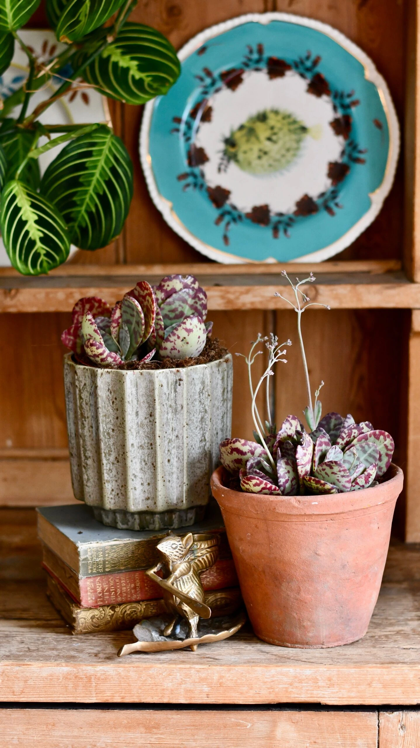 Small Kalanchoe Marmorata ‘Tiger' | Rare Plants | Happy Houseplants 2 Small Kalanchoe Marmorata ‘Tiger' | Rare Plants | Happy Houseplants - Image 2